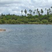 La mangrove au fond