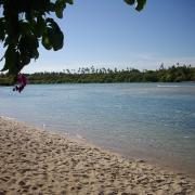 Au fond la mangrove