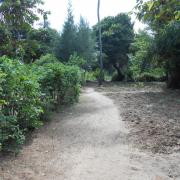 A droite plantation de manioc