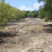 Entrée de la mangrove