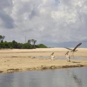 Pélicans à l'embouchure