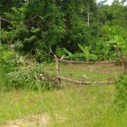 Oasis de verdure